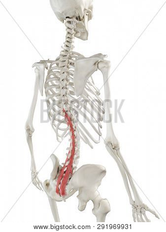 3d rendered medically accurate illustration of a womans Multifidus
