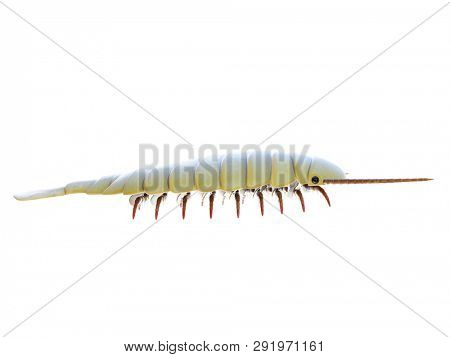 3d rendered illustration of a Sidneyia