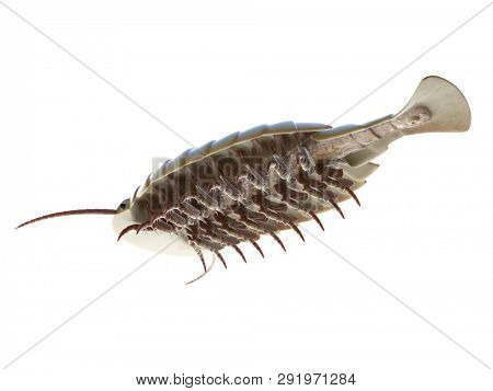 3d rendered illustration of a Sidneyia