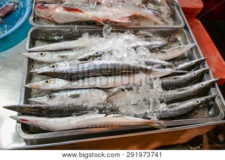 Barracuda Fish Seapike / Fresh Fish In Ice Bucket For Sale In The Seafood Market