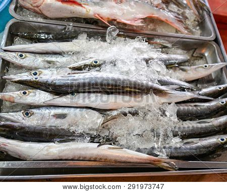 Barracuda Fish Seapike / Fresh Fish In Ice Bucket For Sale In The Seafood Market
