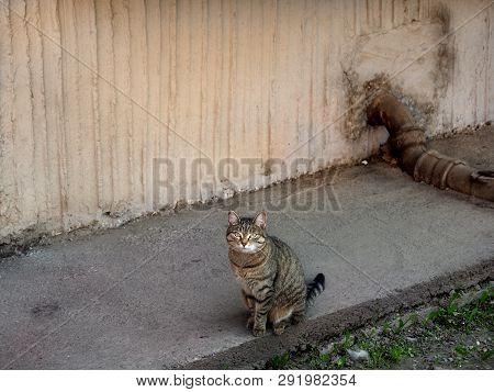 Tabby Stray Cat Sitting By The Gray Wall