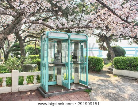 Cherry Blossoms Blooming In Namcheondong , Suyeonggu, Busan, South Korea, Asia