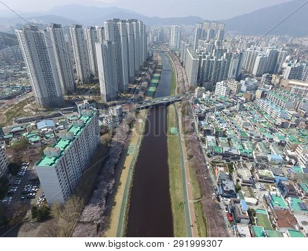 Cherry Blossoms Blooming In Oncheoncheon Citizens Park , Busan, South Korea, Asia