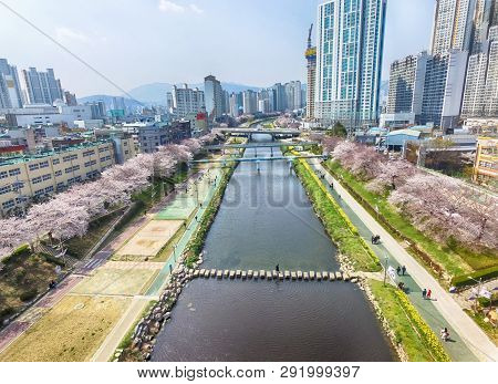 Cherry Blossoms Blooming In Oncheoncheon Citizens Park , Busan, South Korea, Asia