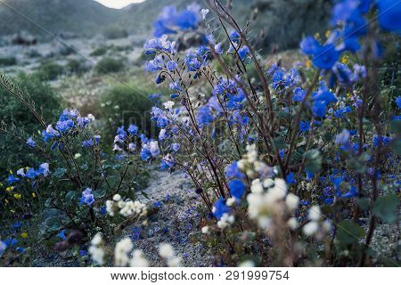 Field Of Canterbury Bells Wildflowers With Other Mixed Desert Flowers In Joshua Tree National Park D