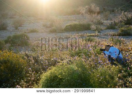 Woman Photographer Takes Photos Of A Wildflower Field In California At Joshua Tree National Park In 