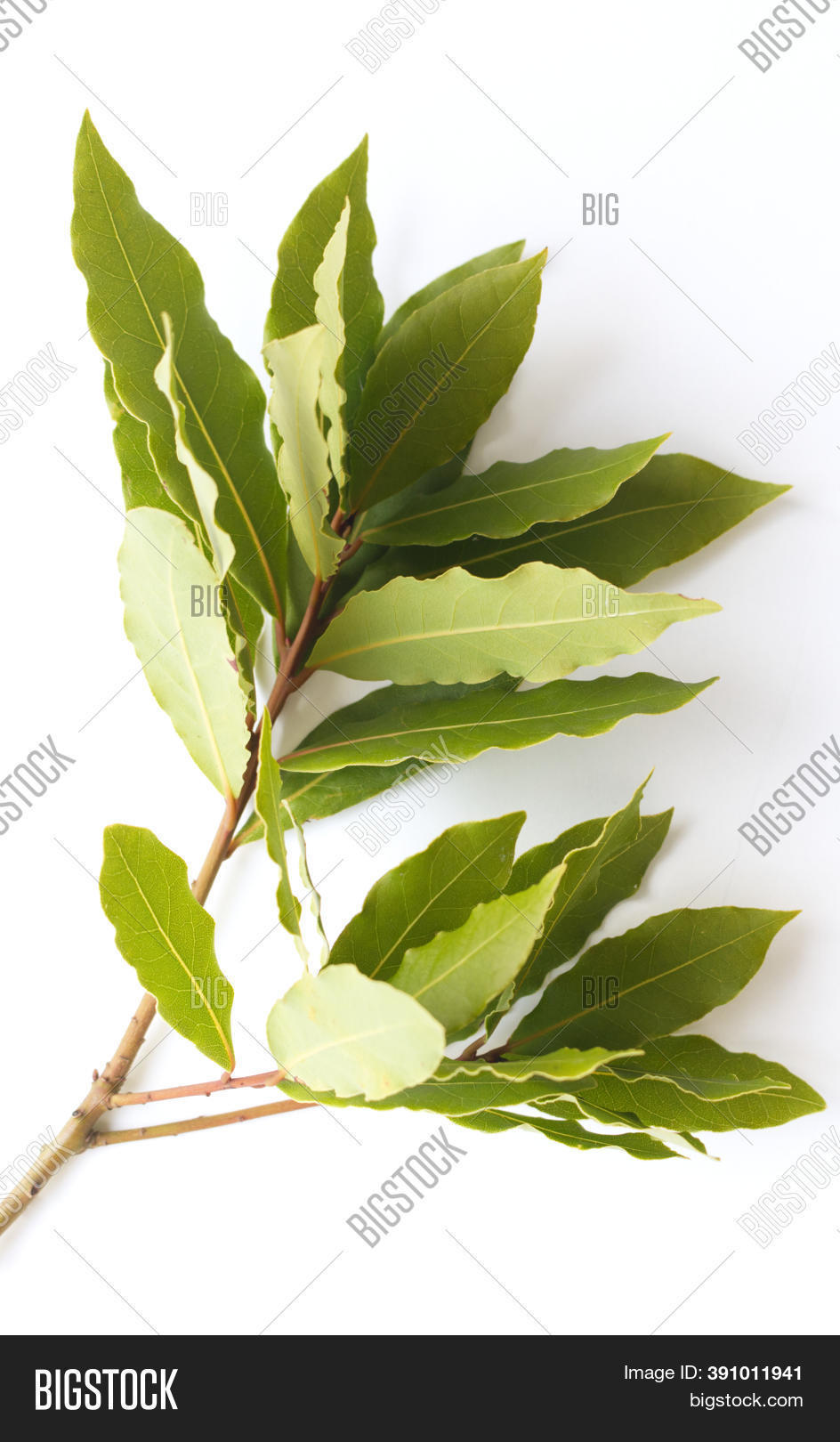Bay Leaf Fresh On Image & Photo (Free Trial) Bigstock