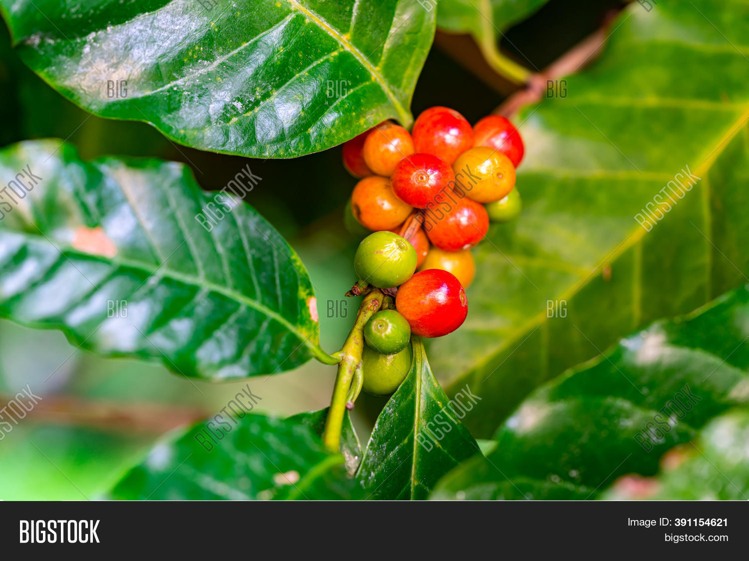 Closeup Ripe Unripe Image & Photo (Free Trial) | Bigstock