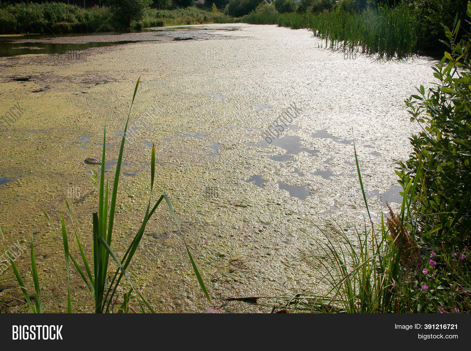 Pond Covered Mud, Image & Photo (Free Trial) Bigstock