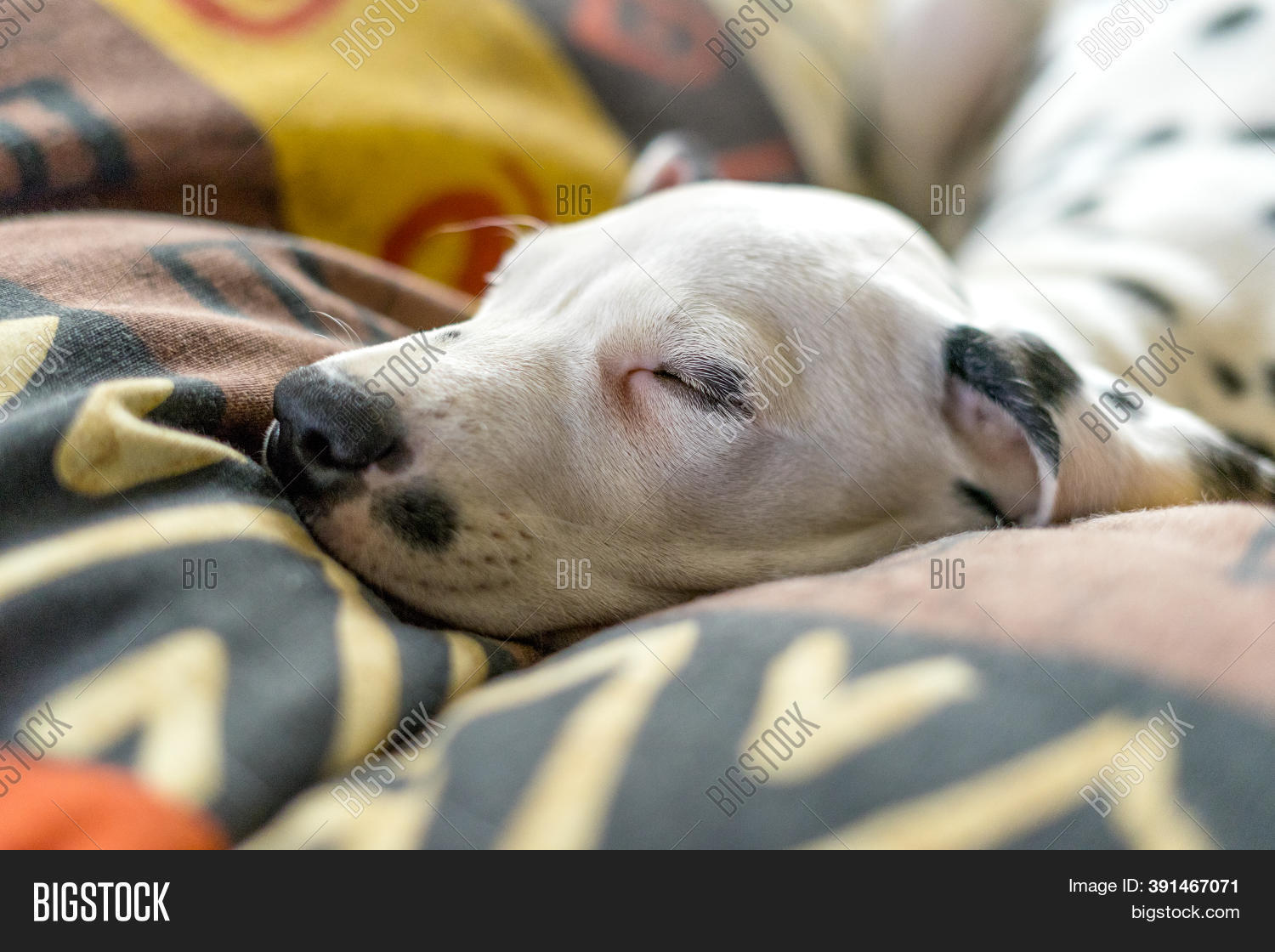 Sleeping Dog Bed. Pet Image & Photo (Free Trial) Bigstock