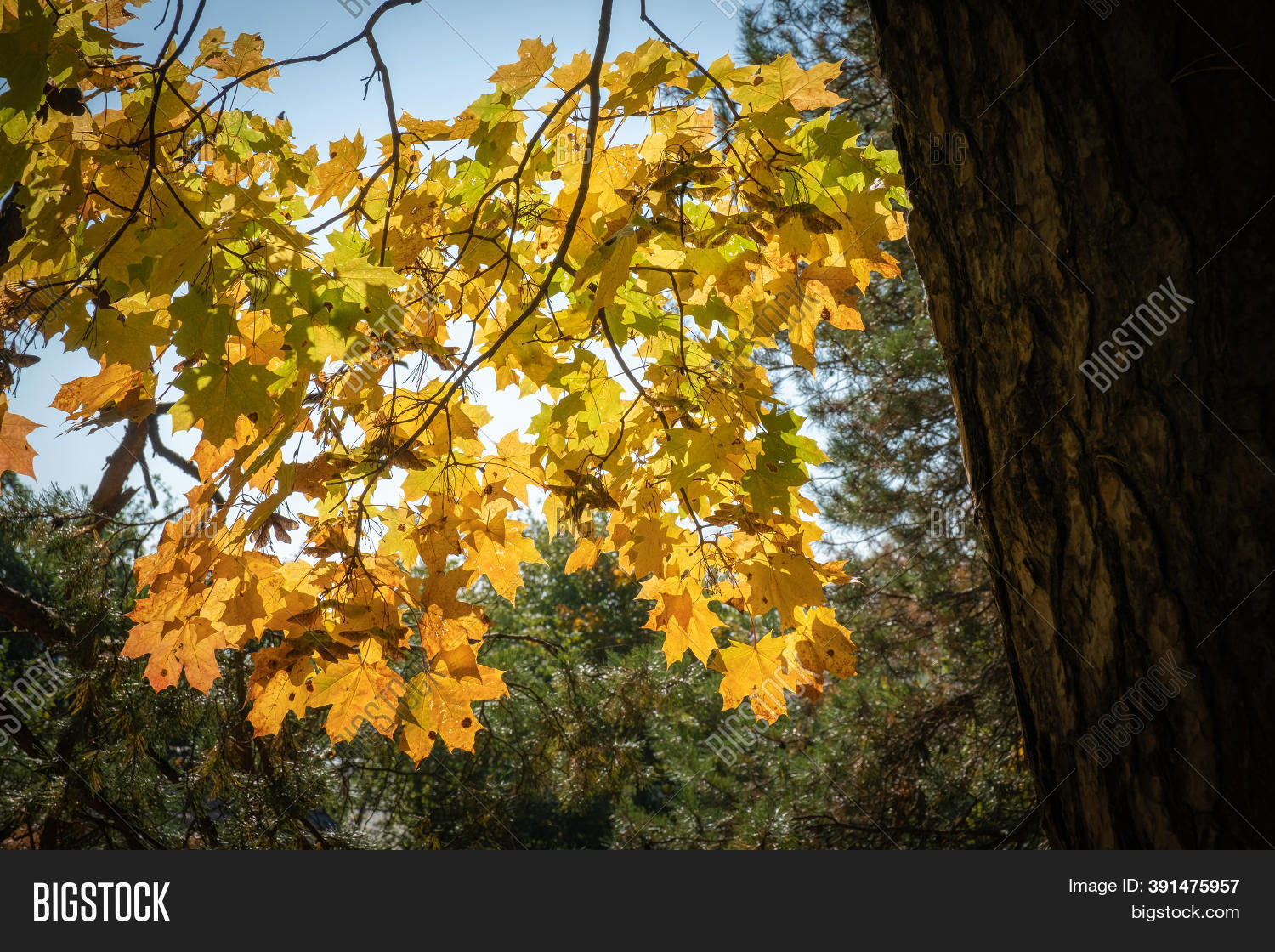 Golden Yellow Maple Image & Photo (Free Trial) | Bigstock