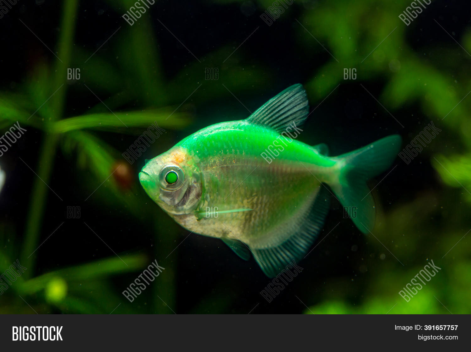 big tetra fish