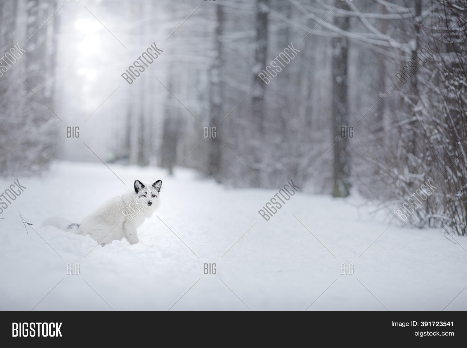 White Fluffy Fox Snow Image & Photo (Free Trial) Bigstock