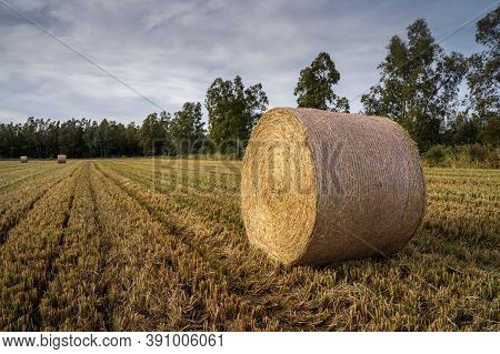 Round Bales Harvesting In Golden Field Landscape, South Sardinia