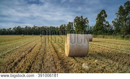 Round Bales Harvesting In Golden Field Landscape, South Sardinia