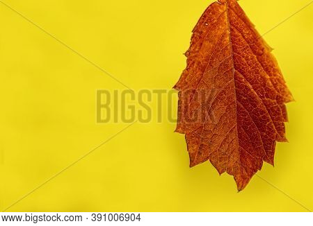 Autumn Leaf On Yellow Background Close Up With Copy Space For Text