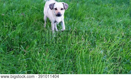 A Light-colored Dog Is Standing On The Lawn And Looking At The Camera.