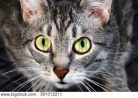 Cat Looks You In The Eye With A Dumb Question. Request A Pet In The Big Green Eyes. A Hungry Cat Ask