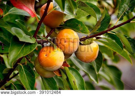 Persimmon Tree With Many Persimmons In Autumn. Persimmons That Are Ripened On The Branches