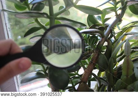 Crassula Plant Leaves Under Magnifying Glass In Hands Of Scientist Naturalist. Investigations Concep