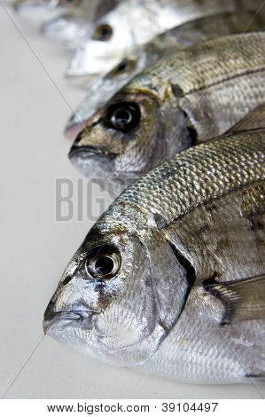frische Fische unter Studioleuchten