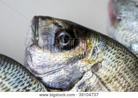 Frischer Fisch unter Studioleuchten