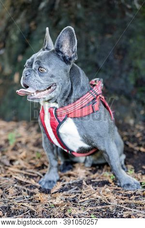Attentive Blue Male French Bulldog. Off-leash Dog Park In Northern California.