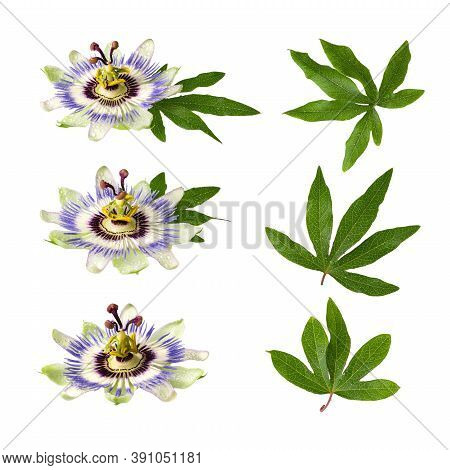 Passiflora (passionflower) Isolated On White Background. Set Of Big Beautiful Flower And Leaves