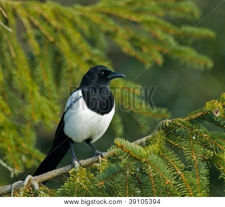 Magpie i træ