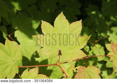 Vine Maple (acer Circinatum) Leaves In Ross Lake National Recreation Area, Washington