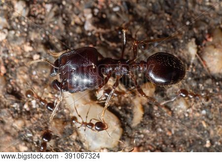 Macro Photography Of Soldier Big Headed Ant With Group Of Worker Ants