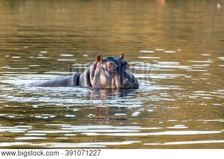 Hippo, Hippopotamus Hippopotamus Amphibius, In Natural Habitat Pilanesberg National Park, South Afri