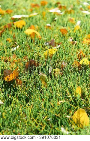 Colorful Fallen Autumn Leaves On Green Grass Field Or Lawn. Season, Nature, Autumn Card, Thanksgivin
