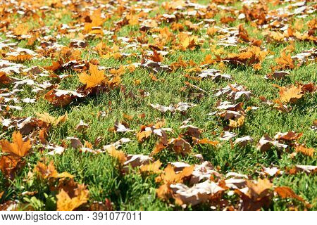 Colorful Fallen Autumn Leaves On Green Grass Field Or Lawn. Season, Nature, Autumn Card, Thanksgivin