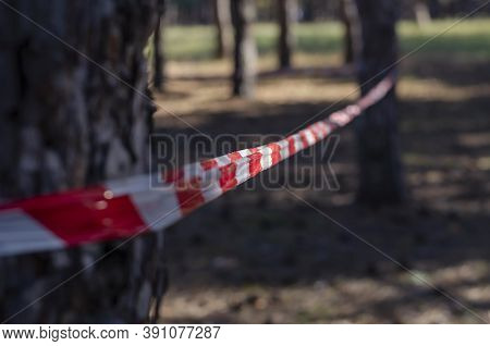 Pine Wood And Red Warning Tape. Warning Tape Is Stretched Around The Trees. Prohibition Of Visiting 