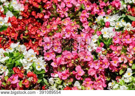 Many Small Red, Pink And White Begonia Flowers With Fresh Green Leaves In A Pot In A Garden In A Sun