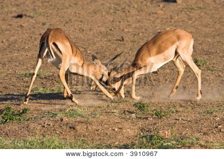 Impala Rams Fighting