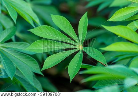 Cassava Tree And Leaf, Cassava Or Yucca Fields, Tapioca Plantation For Background