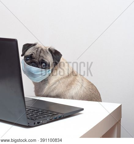 Pug Dog In Medical Mask Works As A Doctor At A Laptop. Concept Of A Doctor Dog