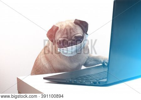 Pug Dog In Medical Mask Works As A Doctor At A Laptop. Concept Of A Doctor Dog
