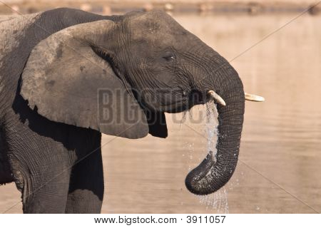 African Elephant