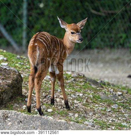A Young Baby Nyala. Tragelaphus Angasii Is A Spiral-horned Antelope Native To Southern Africa. It Is