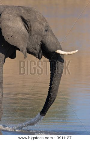 African Elephant