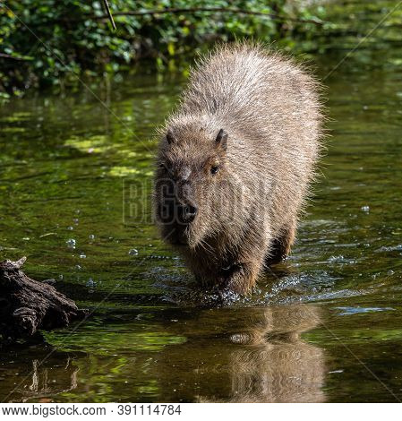 The Capybara, Hydrochoerus Hydrochaeris Is A Mammal Native To South America. It Is The Largest Livin