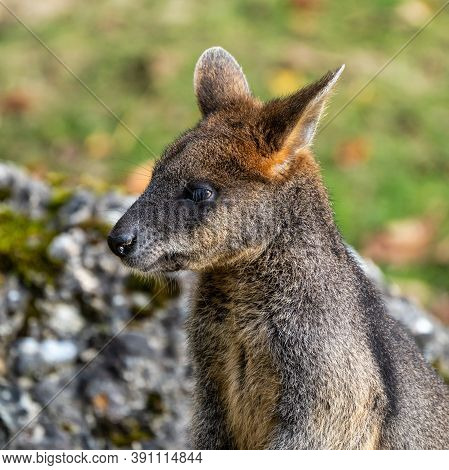 Swamp Wallaby, Wallabia Bicolor, Is One Of The Smaller Kangaroos. This Wallaby Is Also Commonly Know