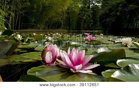 Nenufar 花园