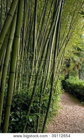 A Bambu erdő