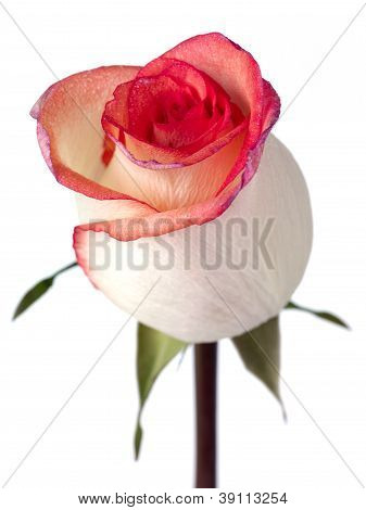 solitary bi color peach rose with pink and purple petal edges