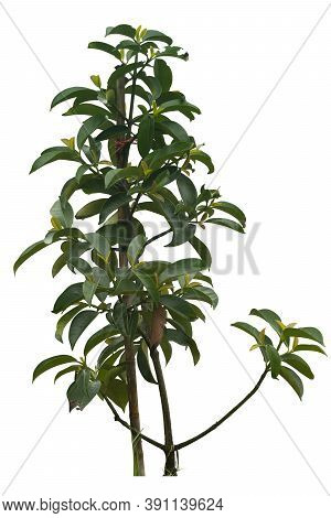 A Small Mangosteen Tree With A Prop. The Tree Was Born From The Graft. On Isolated White Background 
